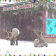 Illustration for article titled Animal Planet’s live reindeer cam isn’t creepy or intrusive in the least